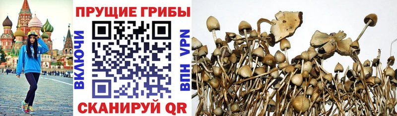 Псилоцибиновые грибы Psilocybine cubensis Томск